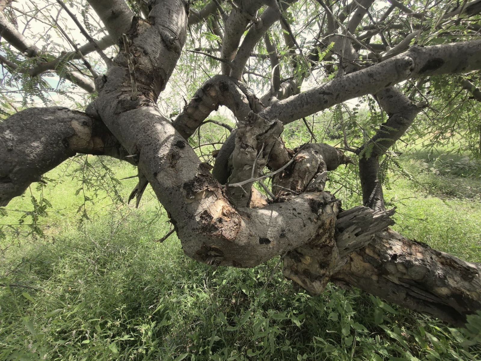 A wild Boswellia tree with pale, peeling bark in northern Kenya